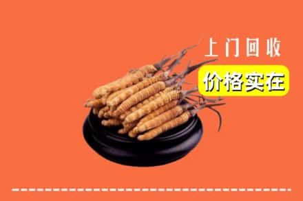 盐城市阜宁回收冬虫夏草